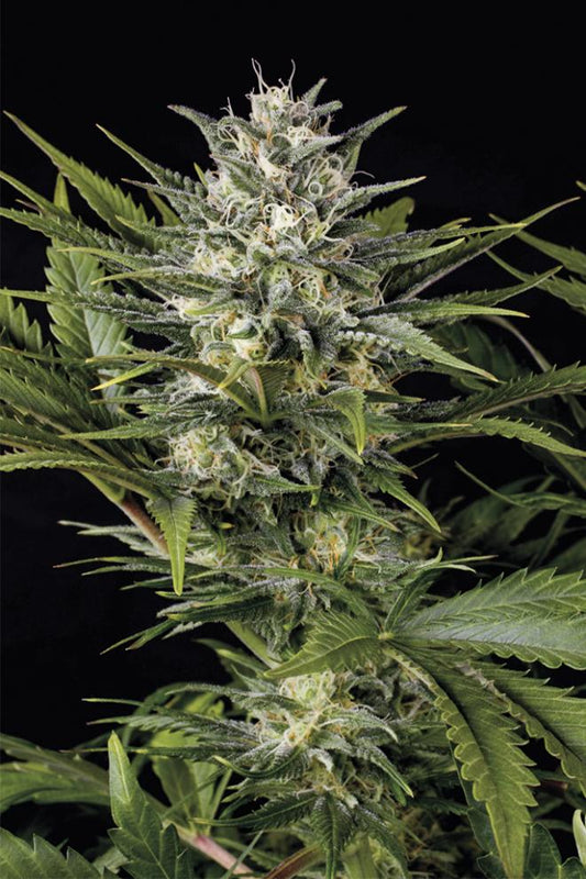 PINEAPPLE SKUNK REGULAR STRAIN - SeedySide