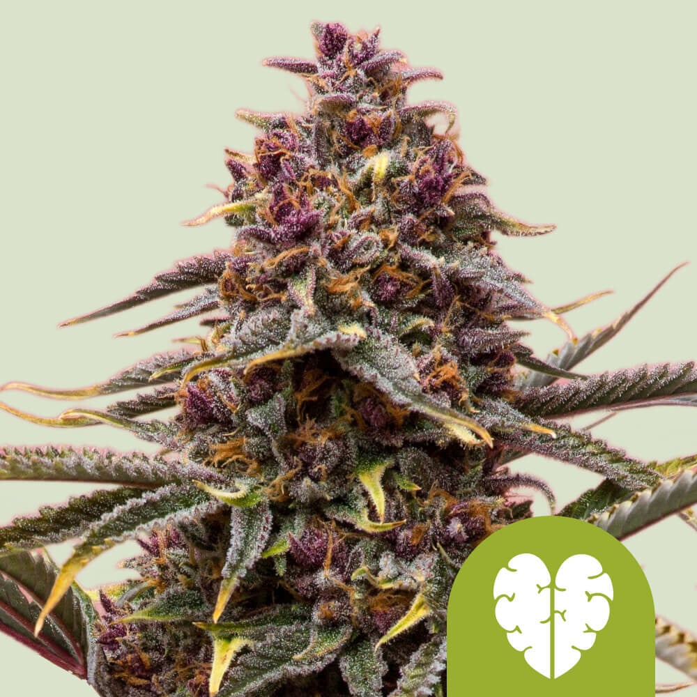PINK MIST AUTO STRAIN - SeedySide