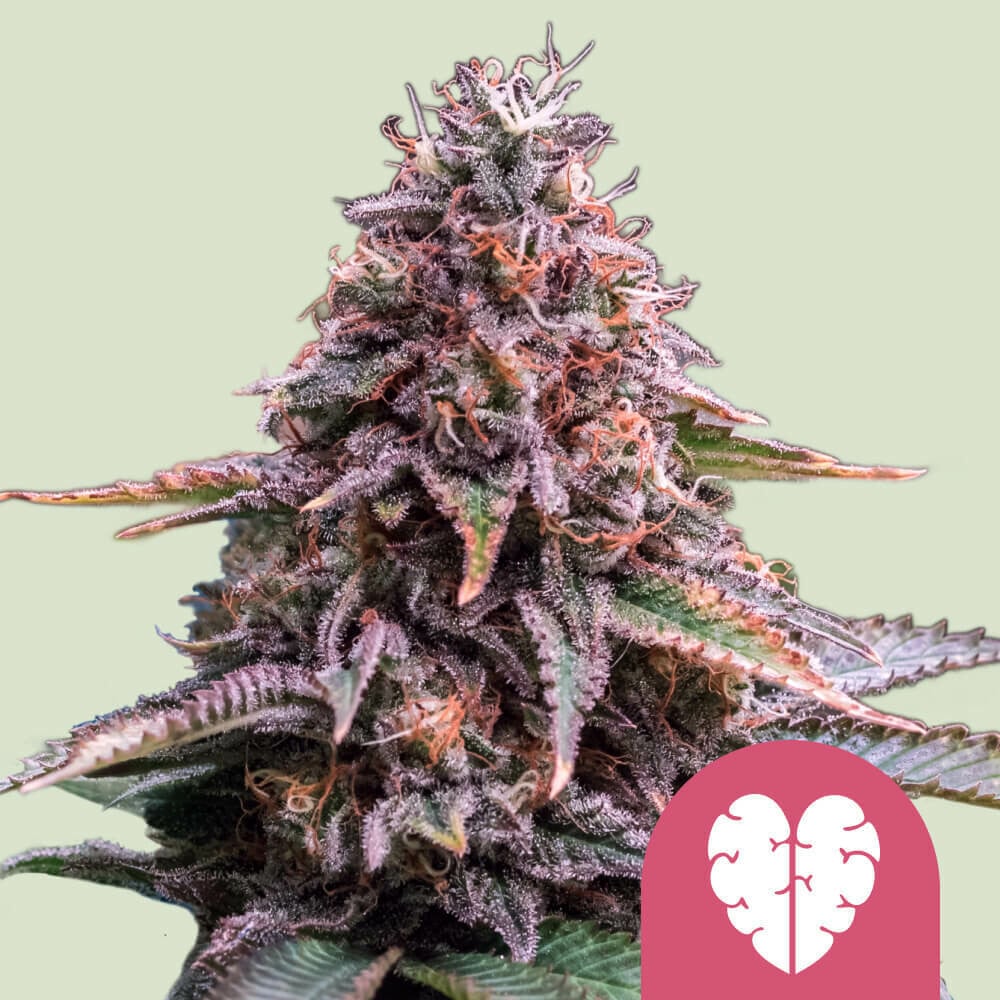 PINK MIST STRAIN - SeedySide
