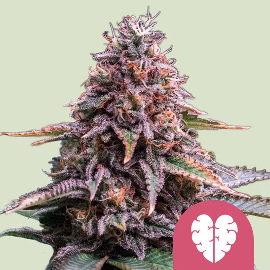 PINK MIST STRAIN - SeedySide