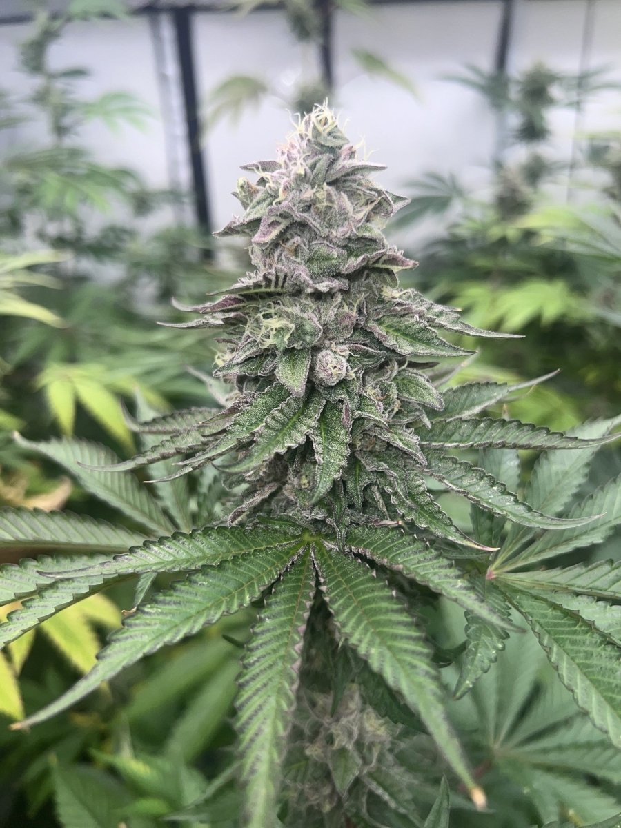 PINK ZHEEZ STRAIN - SeedySide