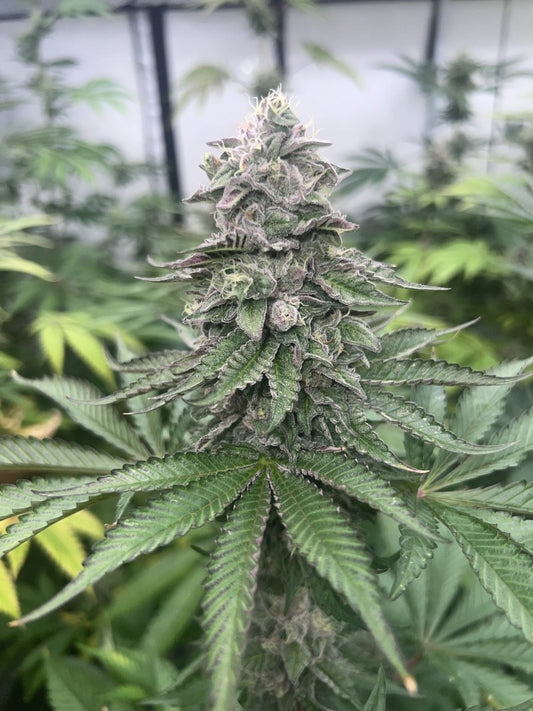 PINK ZHEEZ STRAIN - SeedySide