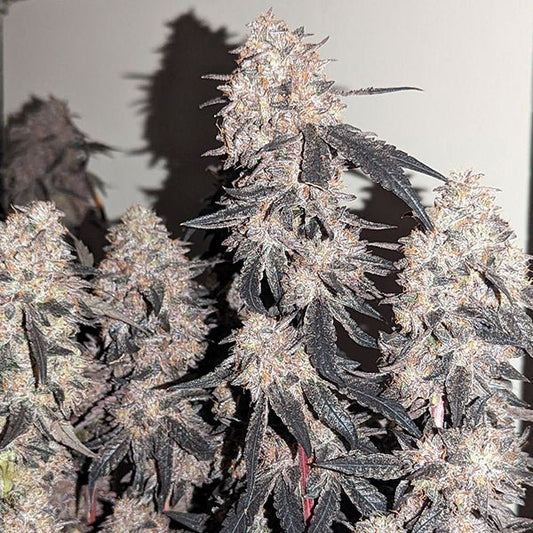 PLACA BLAVA STRAIN - SeedySide