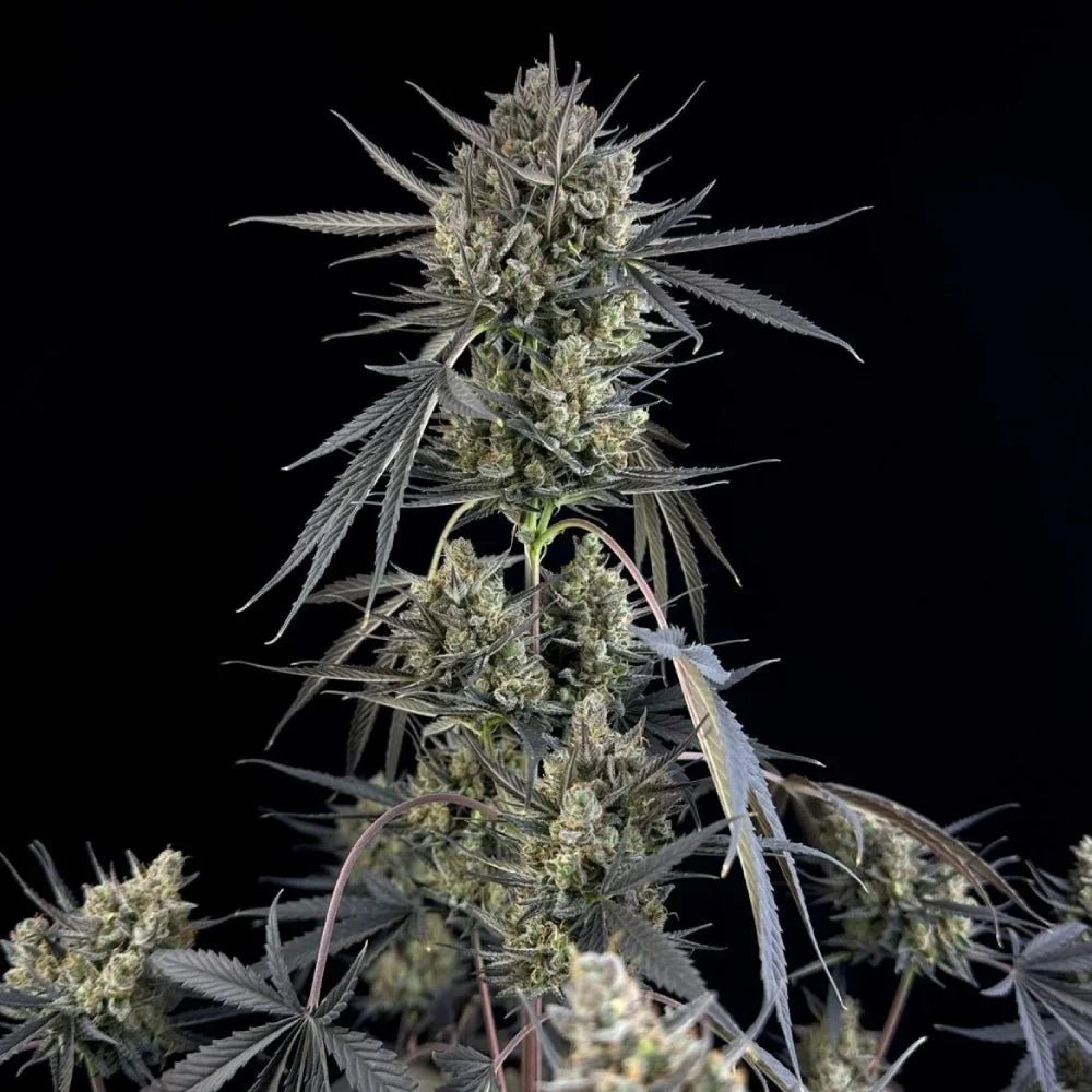 POUND CAKE AUTO STRAIN - SeedySide