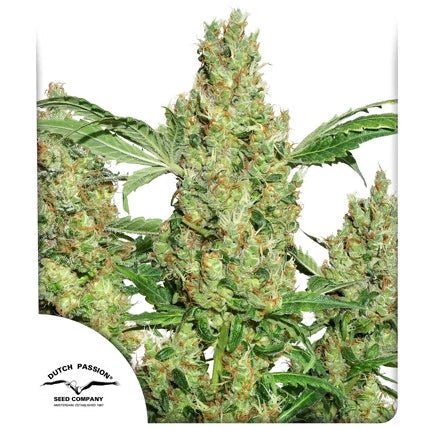 POWER PLANT STRAIN - SeedySide