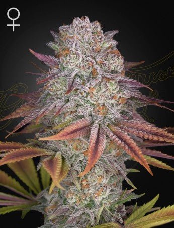 PULP FRICTION: MELONADE X KONG'S KRUSH STRAIN - SeedySide