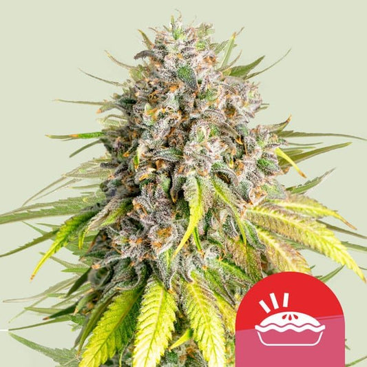 PUNCH PIE STRAIN - SeedySide