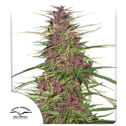 PURPLE 1 STRAIN - SeedySide
