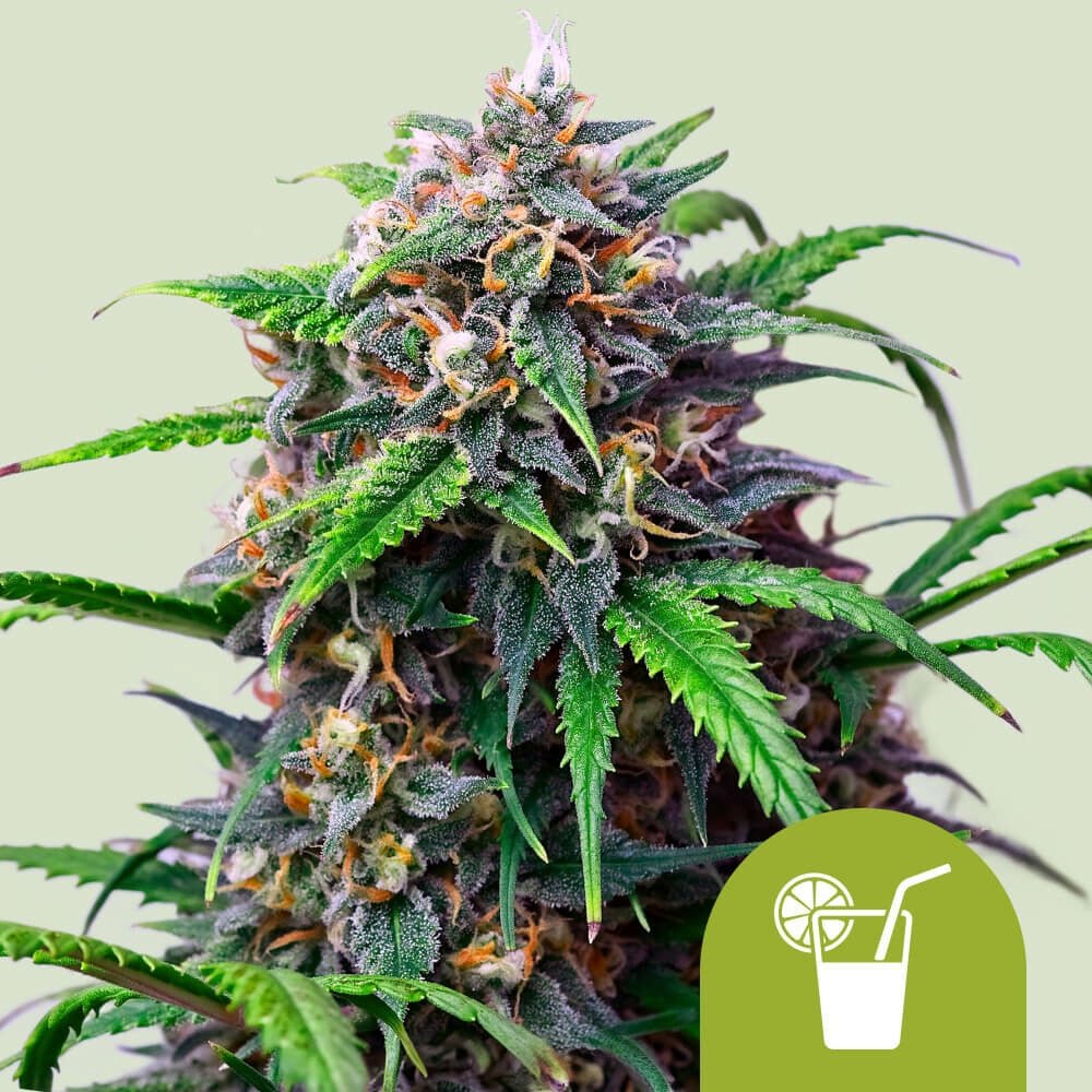 PURPLE LEMONADE AUTO STRAIN - SeedySide