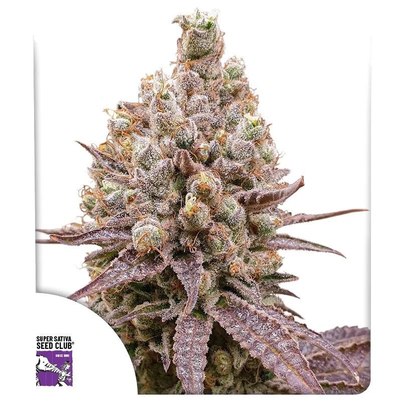 PURPLE OG PUNCH STRAIN - SeedySide