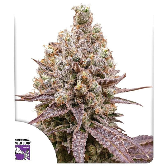PURPLE OG PUNCH STRAIN - SeedySide