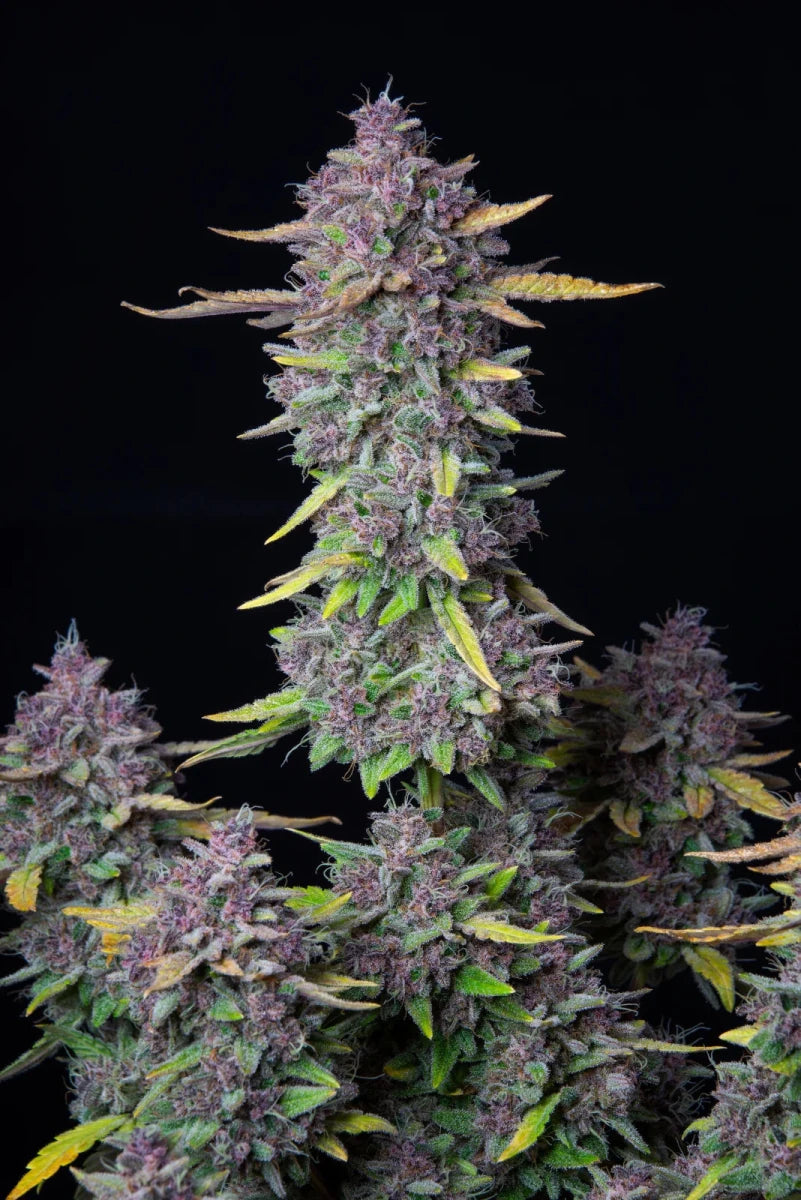 PURPLE PUNCH AUTO STRAIN - SeedySide