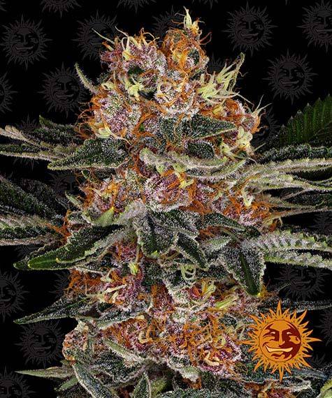 PURPLE PUNCH AUTO STRAIN - SeedySide