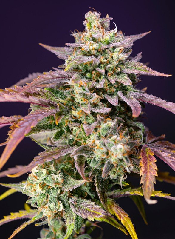 PURPLE PUNCH OG XL AUTO STRAIN - SeedySide