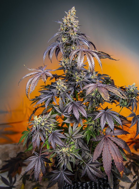 RED GORILLA GIRL XL AUTO STRAIN - SeedySide