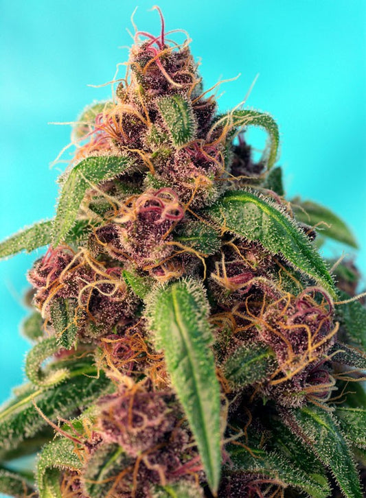 RED MANDARINE F1 FAST VERSION STRAIN