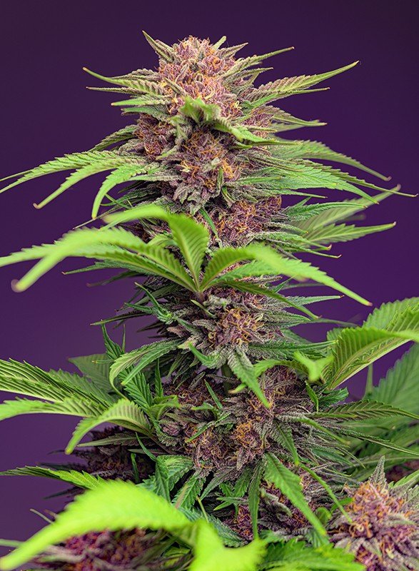 RED MIMOSA XL AUTO STRAIN - SeedySide