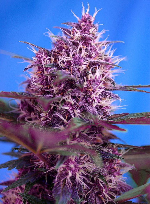 RED POISON AUTO STRAIN - SeedySide