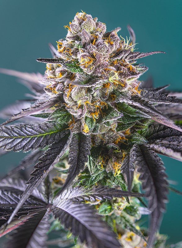 RED STRAWBERRY BANANA AUTO STRAIN - SeedySide