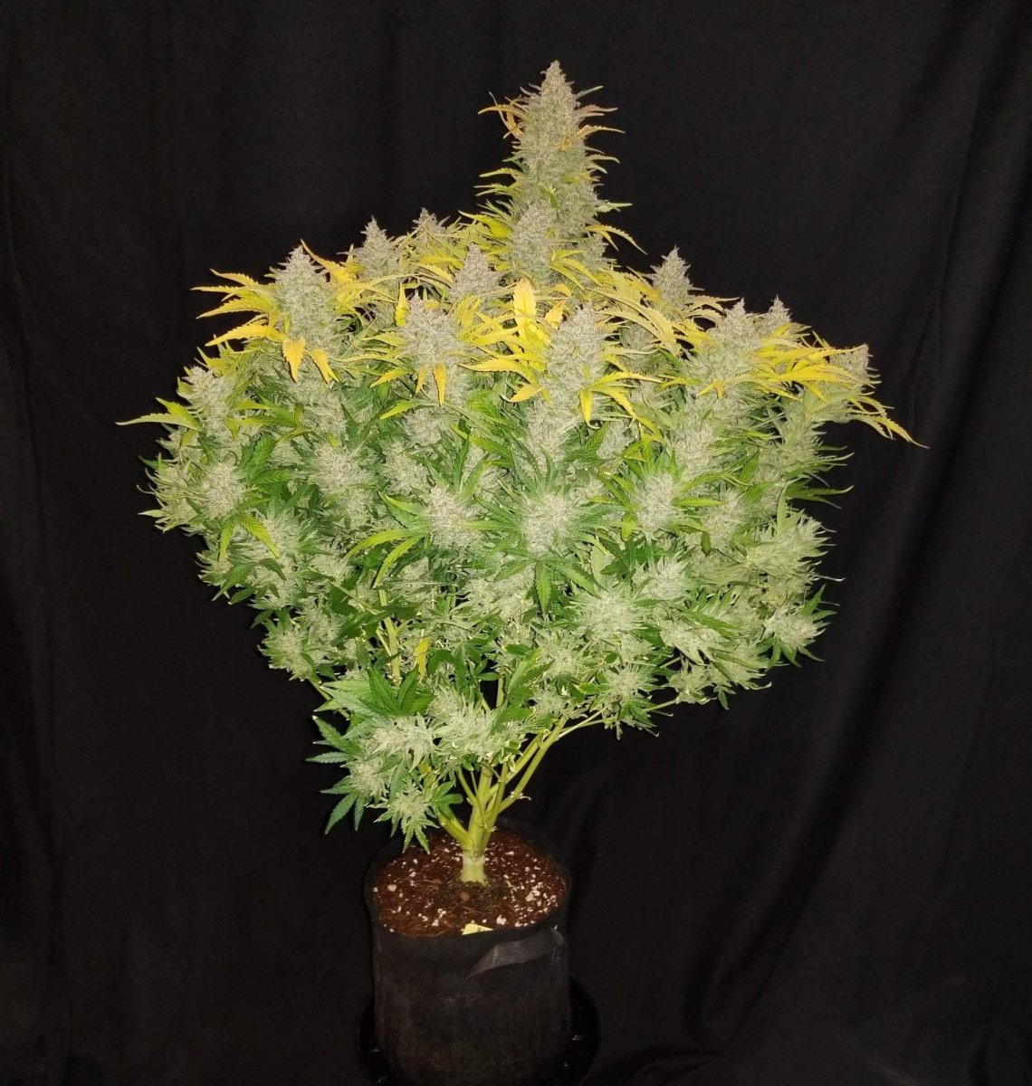 RHINO RYDER AUTO STRAIN - SeedySide