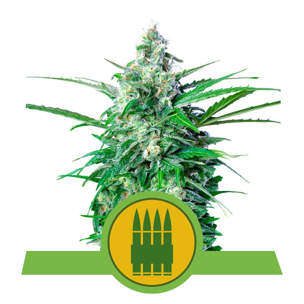 ROYAL AK AUTO STRAIN - SeedySide