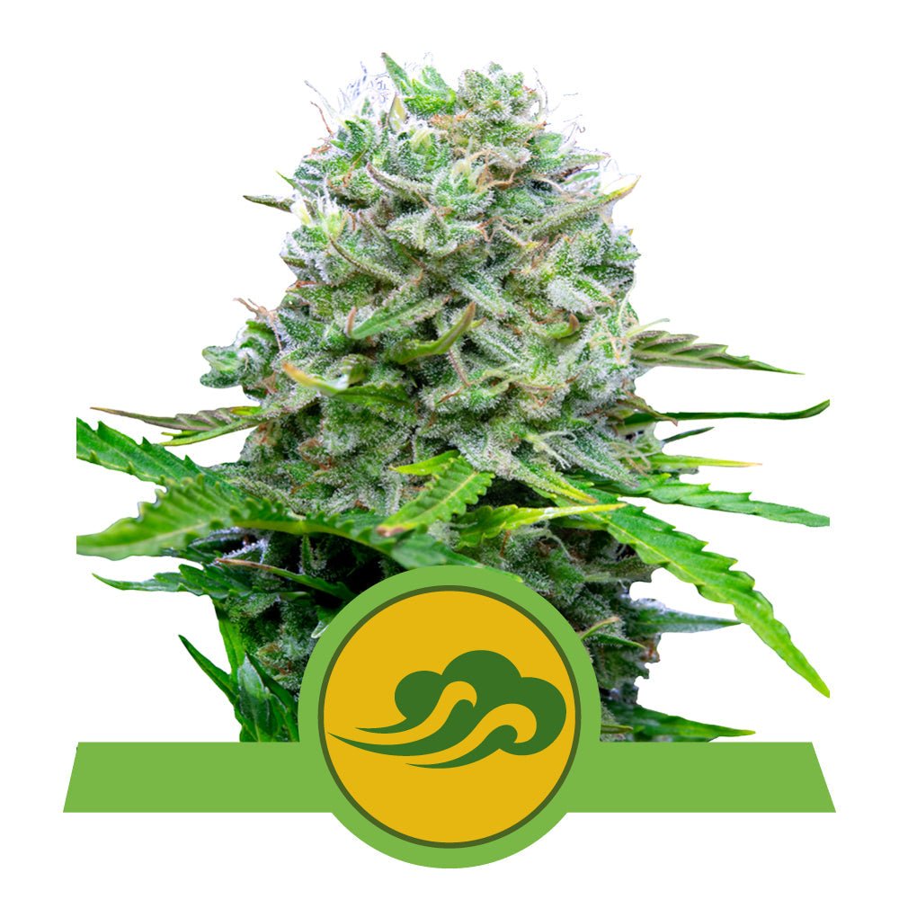 ROYAL BLUEMATIC AUTO STRAIN - SeedySide