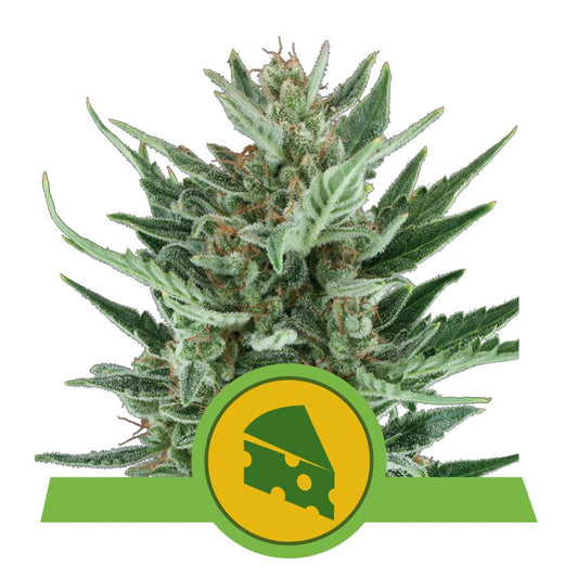 ROYAL CHEESE AUTO STRAIN - SeedySide