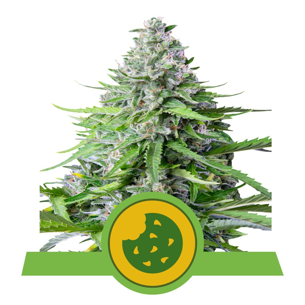 ROYAL COOKIES AUTO STRAIN - SeedySide