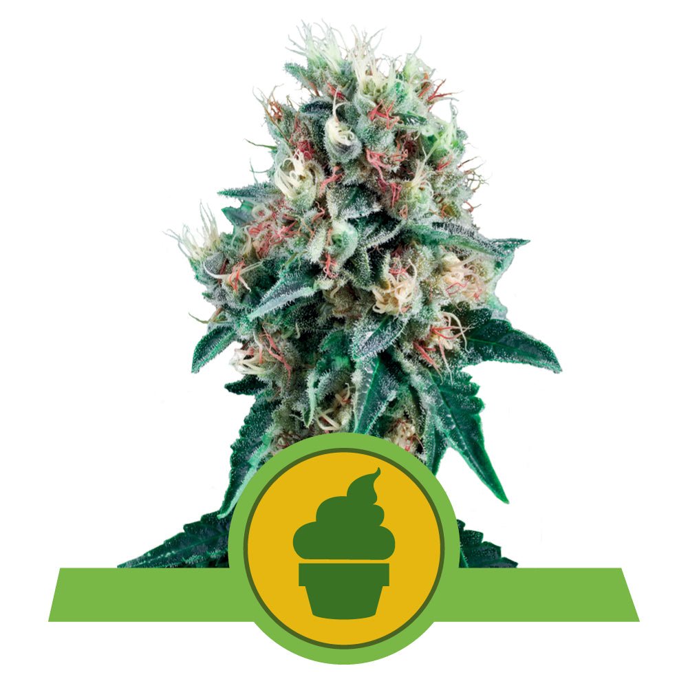 ROYAL CREAMATIC AUTO STRAIN - SeedySide