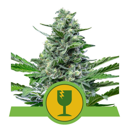 ROYAL CRITICAL AUTO STRAIN - SeedySide