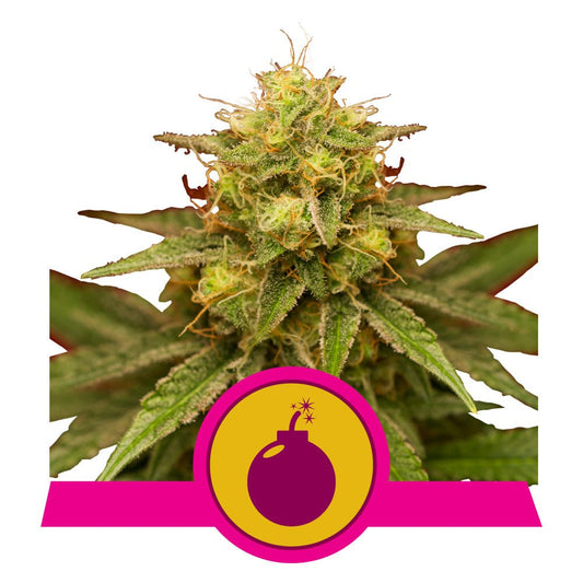 ROYAL DOMINA STRAIN - SeedySide