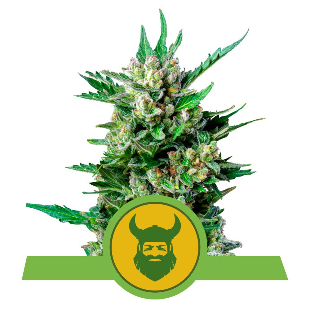 ROYAL DWARF AUTO STRAIN - SeedySide