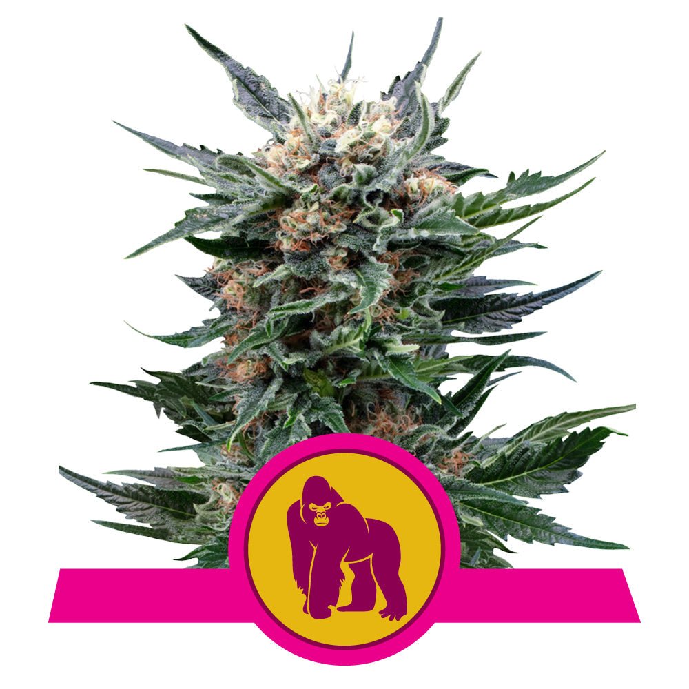 ROYAL GORILLA STRAIN - SeedySide