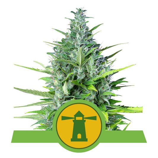ROYAL HAZE AUTO STRAIN - SeedySide