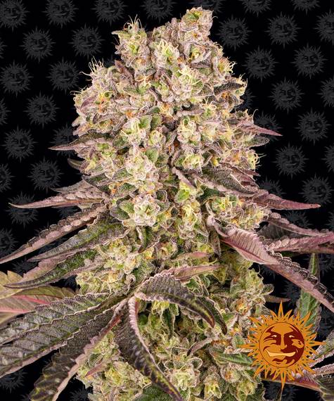 RUNTZ MUFFIN STRAIN - SeedySide