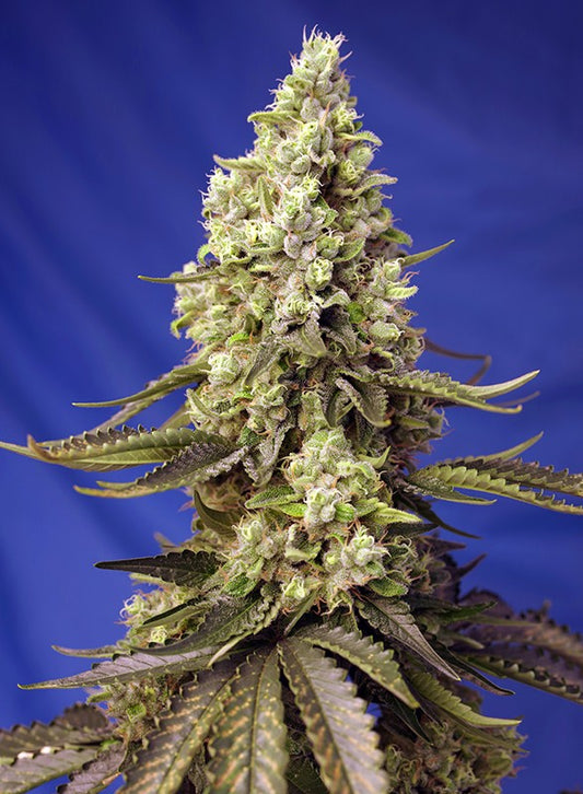 RUNTZ XL AUTO STRAIN