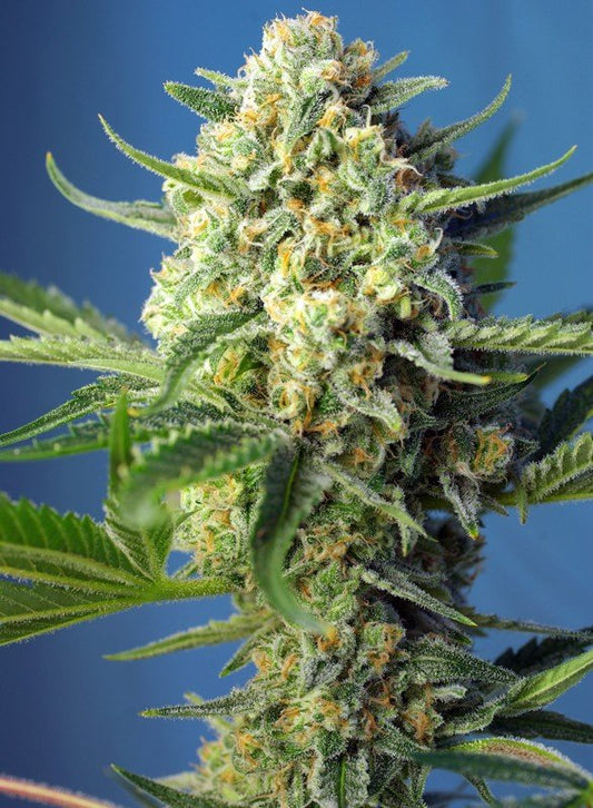 S.A.D SWEET AFGANI DELICIOUS AUTO STRAIN - SeedySide