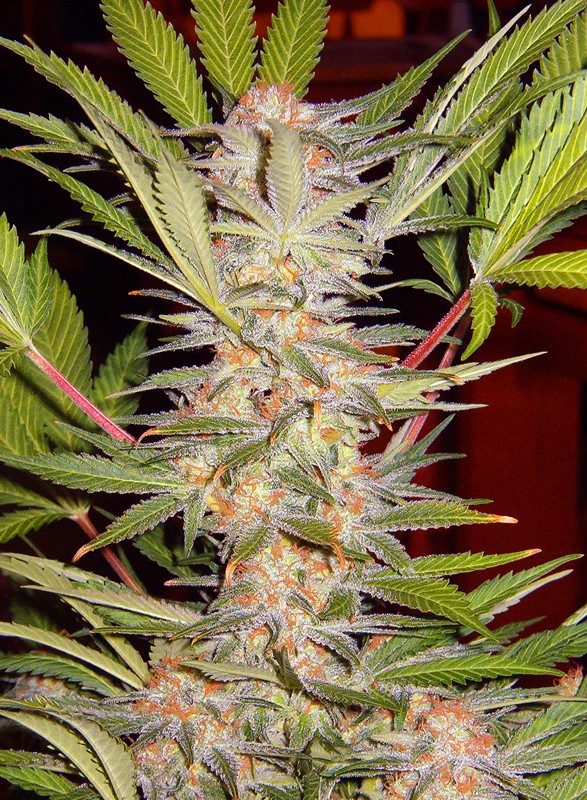 S.A.D SWEET AFGANI DELICIOUS S1 STRAIN