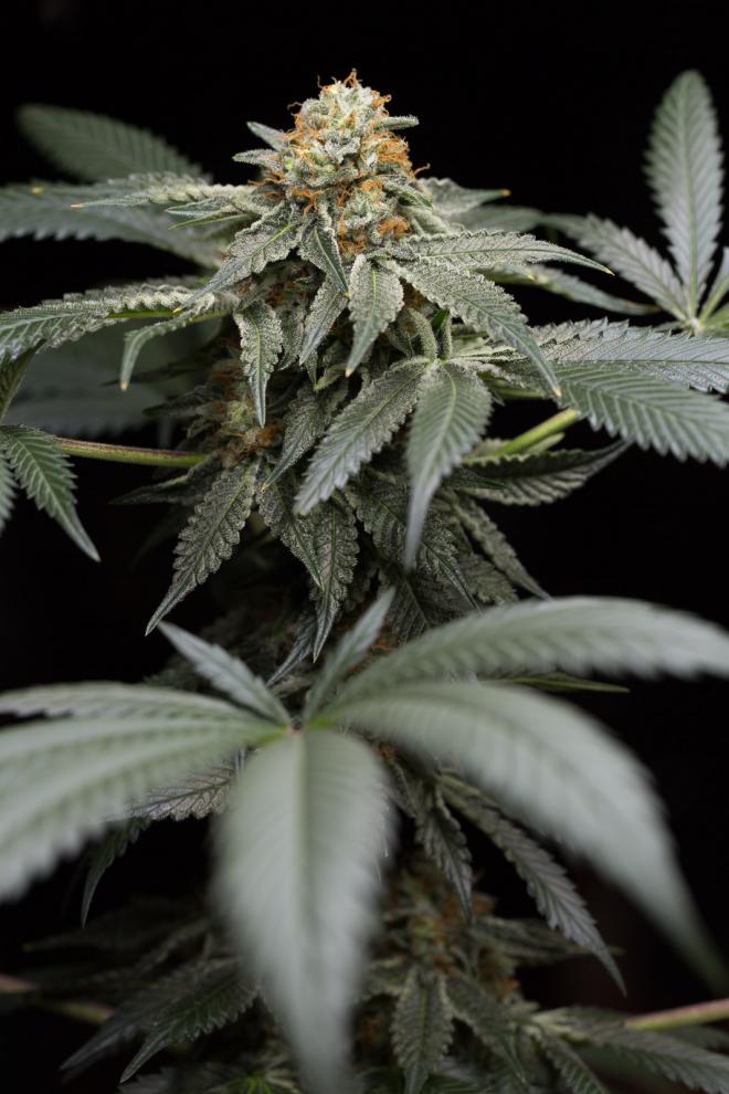 SAN BACIO GELATO STRAIN - SeedySide