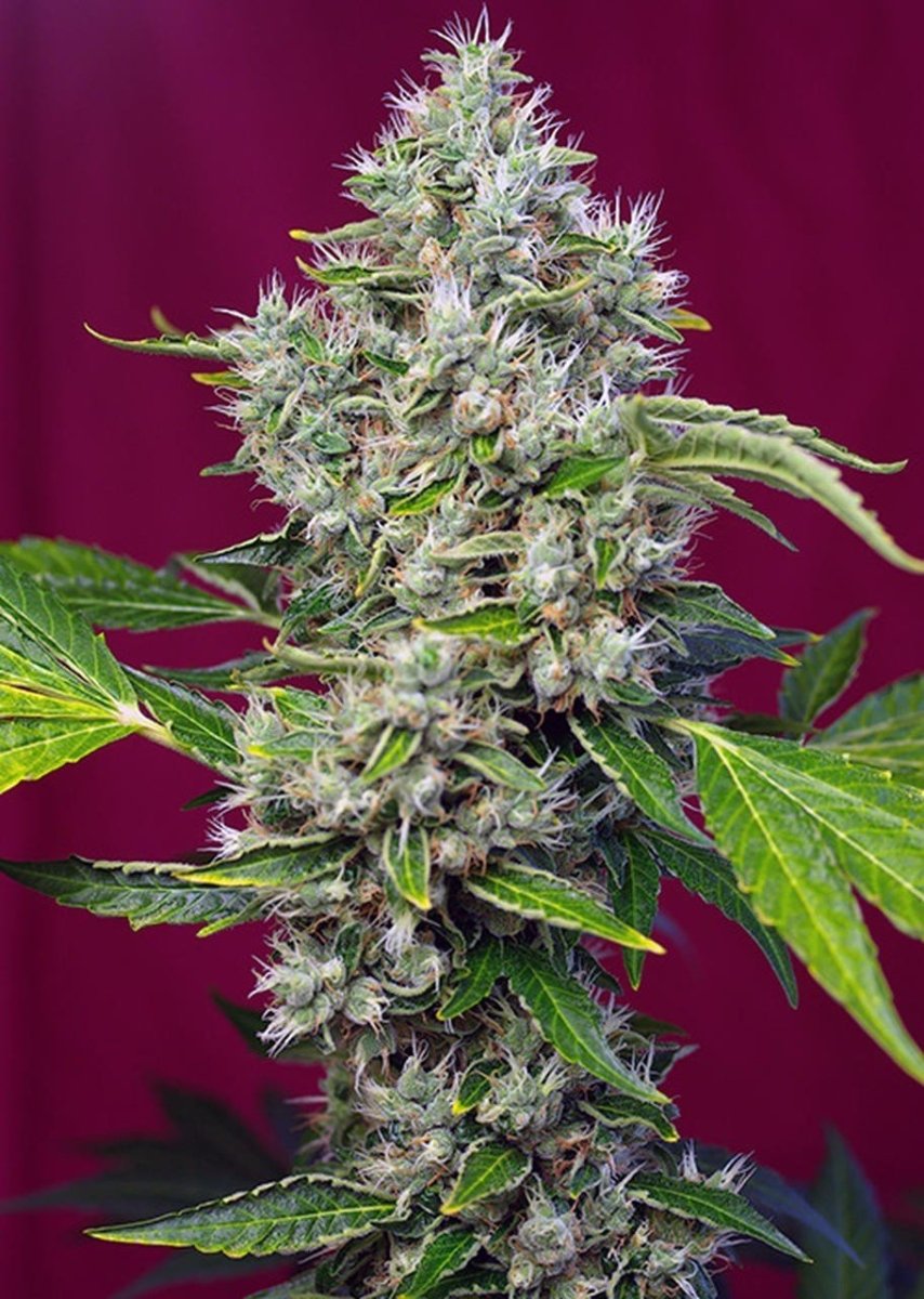 SAN FERNANDO LEMON KUSH - SeedySide