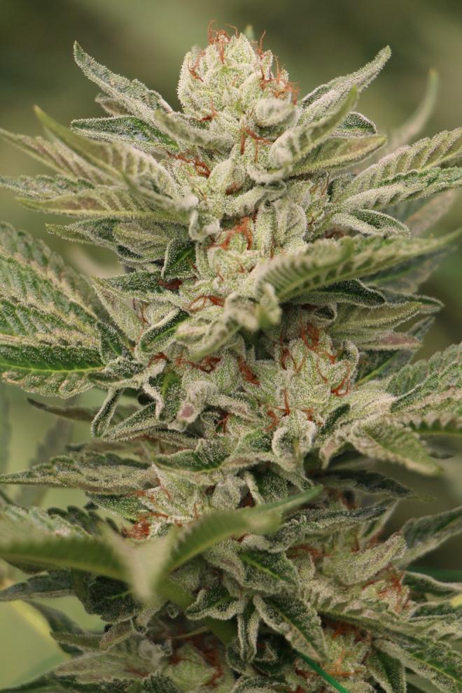 SAPPHIRE SCOUT STRAIN - SeedySide