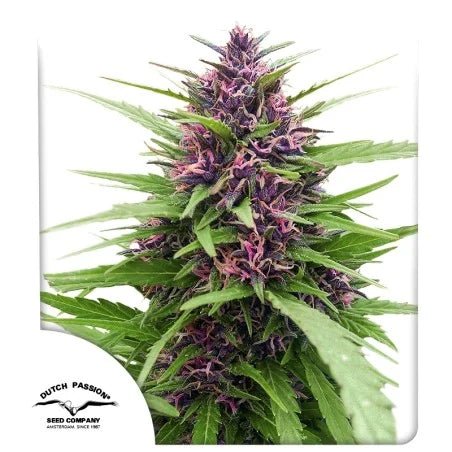SHAMAN STRAIN - SeedySide