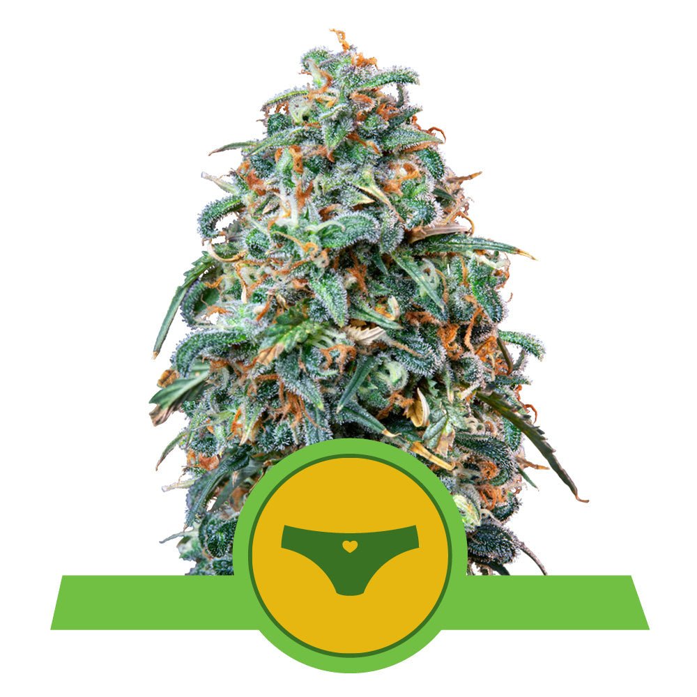 SHERBET QUEEN AUTO STRAIN - SeedySide