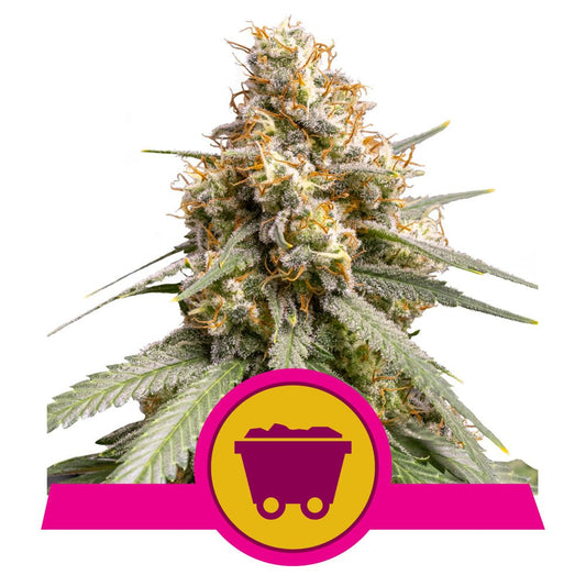SHINING SILVER HAZE STRAIN - SeedySide