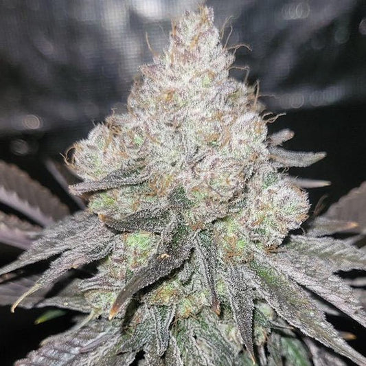 SKKRT - BERRY ZUAVA STRAIN - SeedySide