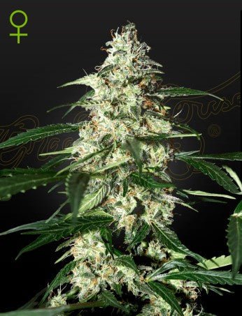 SKUNK: SKUNK X RUDERALIS AUTO STRAIN - SeedySide