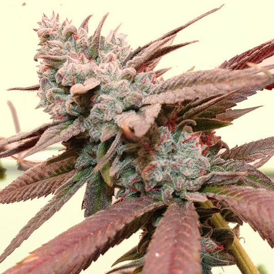 SO FRESA STRAIN - SeedySide