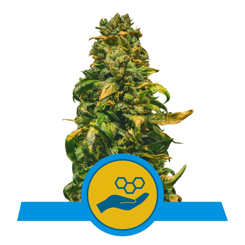 SOLOMATIC AUTO CBD STRAIN - SeedySide