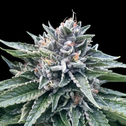 SORBET 4 STRAIN - SeedySide