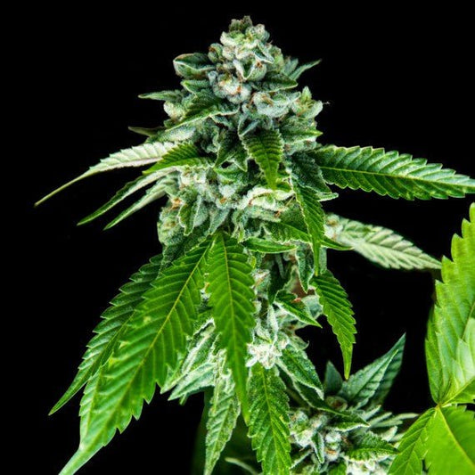 SORBET DREAMS STRAIN - SeedySide